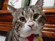 Can Cats Really Understand Human Speech? The Owner Just Made It Up, But This Tabby Cat Actually Showed Up!