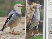 Yellow River Delta Birds – Oriental Starlings