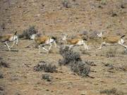 Beautiful Creatures on the China-Mongolia Borderline