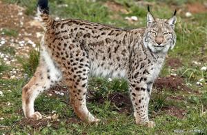 Wolf vs. Lynx: Which is Stronger? Zoologists Say: Lynx Can Defeat Wolves in a One-on-One Fight!