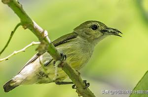 Pure-Colored Sunbird (also known as a species of Dicaeum)