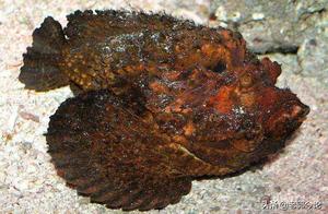 The World's Most Ugly and Venomous Fish: Strangely, Many Find It Delicious
