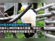Young Sichuan Giant Panda Cub Dies After Entanglement in Hanging Ball Rope – Staff Didn't Notice Anomaly Until 7 Hours Later