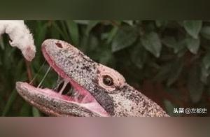 What Changes Occur to the Body After a Komodo Dragon 'Monitor Lizard' Bites? See the Fate of This Meat
