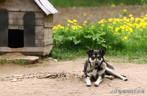 Translation: Rural Proverbs ‘Dog Lies in Blessed Land, Cat Comes to Bring Poverty,’ What Does This Say?