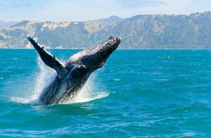 Humpback Whale ()