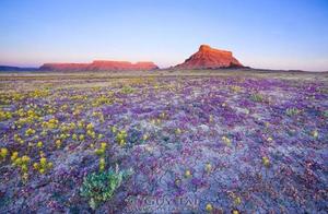 If one day, you encountered such a flower sea in the desert, wouldn't you be moved to tears?