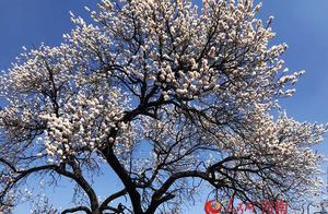 Linzhou: Spring Arrives, Peach Blossoms Bloom
