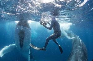 In the Kingdom of Tonga, Pacific Ocean – 15-meter Orcas Swimming with Humans