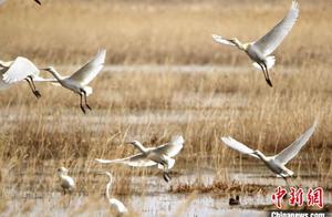 China’s Northernmost ‘International Important Wetland’ Welcomes First Batch of Migratory Birds