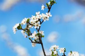 Spring Has Come, My Heart Rejoices