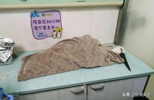 Injured ‘Dabai’ Recovered and Released in Dalian!