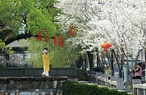 Early Cherry Blossoms - Pink, Light, Deep! Cherry Blossoms in Succession Open Along the Ancient Street