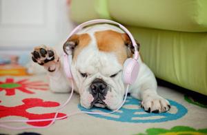 Can music software create customized playlists for pets, and will they like them?