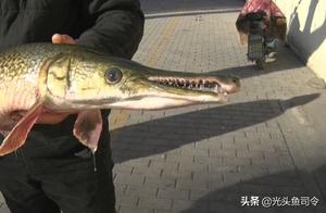 With a History of 100 Million Years, This 3-Meter-Long Crocodile Catfish is 'Notorious'