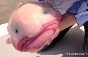 Many 'Mysterious and Ugly' Creatures Appear in American Coastline, Attracting Tourists