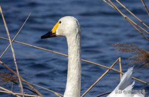 Large Swans Have Migrated Under Wobo Bridge, Leaving Behind a Small Swan!