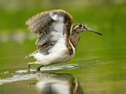 New Visitors to Wetlands
