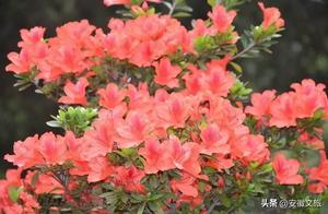 Mountains, People, and Anhui: A Chronicle of Yefushan (Part 12)