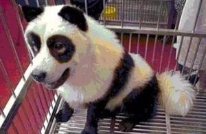 What to Do If You Can't Rent Pandas? A Look at 'Fake Pandas' Around the World - The Philippines' Funniest