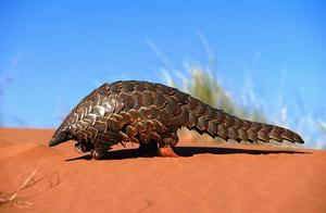 The Only Flying, The Only with Scales, Mammals with Four ‘Uniques’