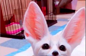 A Woman Bought a Kitten Online, Found Something Was Wrong, and Immediately Posted Pictures on WeChat