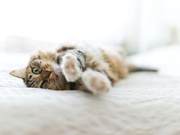 Cat: One of the Most Difficult Diseases to Cure - How to Treat and Prevent It?