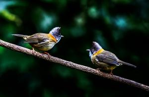 Every Day, Let's Learn About a Bird – Yellow-necked Woodcreeper