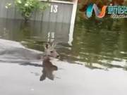 Heavy Rain Attacks New South Wales, Kangaroos Use Swimming Skills to Survive