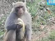 National Level Protected Animal Monkey Visits Small Village – Staying for a Month