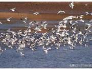 Dongting Lake Spring Waterbird Migration Survey Reveals Nearly 9000 Additional Endangered Species