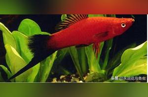 10 Fish That Won't Die: Beginner-Friendly Aquarium Fish