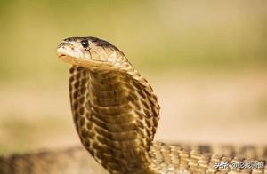 Rattlesnake Venom is Indeed Very Toxic, But China's Poisonous Snake 'Big Brother' Silver Ring Snake Venom is 10 Times That of Rattlesnakes