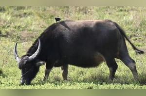 Great Egret and Water Buffalo Living in Harmony – It’s Really Awesome!