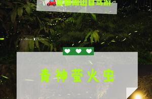 Chengdu Surrounding Tour⎮Qingmen County Fireflies, a Flashback to Childhood Memories