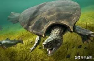 Turtle as Big as a Car, Do You Dare?
