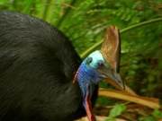 The Three Largest Birds – Let's Take a Look at What They Are