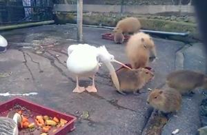 Pelican Attempts Wild Meat, Turns to Bite Capybara, Finds Its Big Mouth Couldn't Close