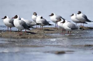 White-Tailed Gull of Qinghai Lake