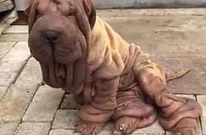 Woman Encounters a Dog That Looks Like It's Melting