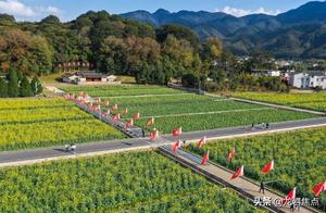 Gutian Hundred-Mu Rapeseed Flower Bloom