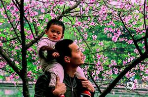 Hengyang, Hunan: Nanhu Lake Peach Blossoms Enchant Visitors