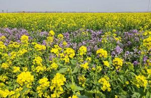 Name: Spring Flowers in Full Bloom – Let's Be Guardians of the Flowers