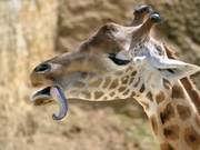 Animal World Trivia - How Much Do You Know?