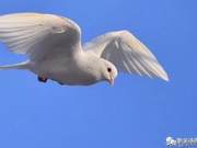 Essays and Poetry Weekly | The Poor Birds I Saw...