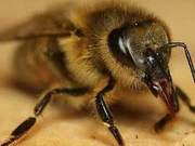 Horror Insects from the Animal Kingdom