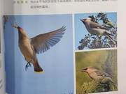Yellow River Delta Birds – Greater White-necked Heron