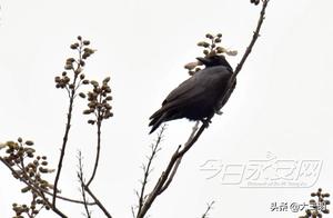 Yong'an: A Green Paradise – Spring Bird Migration