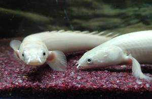 How to Distinguish Male and Female White Gold Dragonfish