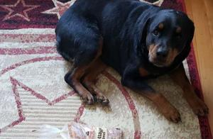 Every Day, the Dog Brings Out Bread to Guard It, But It Doesn't Eat It, Just to Help the Owner Protect It